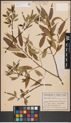 Foto von Salix fragilis L.